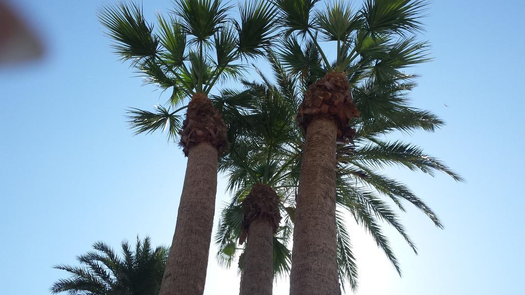 Palmeral De Torrevieja Exterior foto